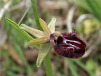Gattung Ophrys
